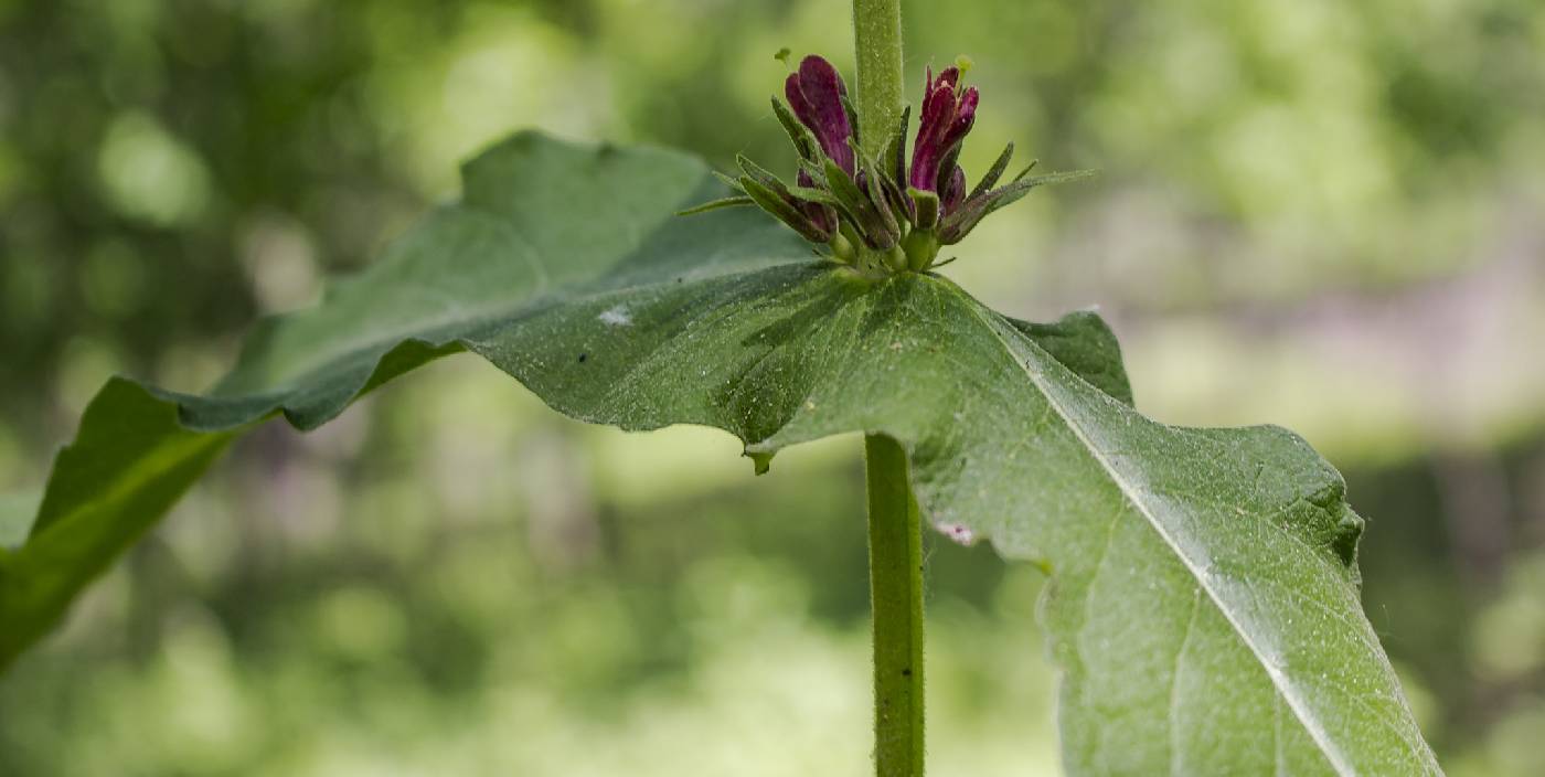Triosteum perfoliatum image