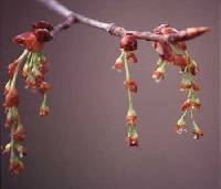 Ulmus americana image