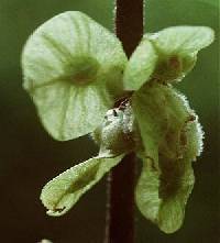 Ulmus americana image