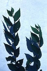 Ulmus pumila image