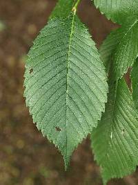Ulmus rubra image