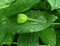 Uvularia grandiflora image