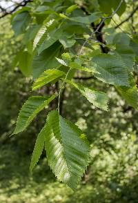 Ulmus americana image