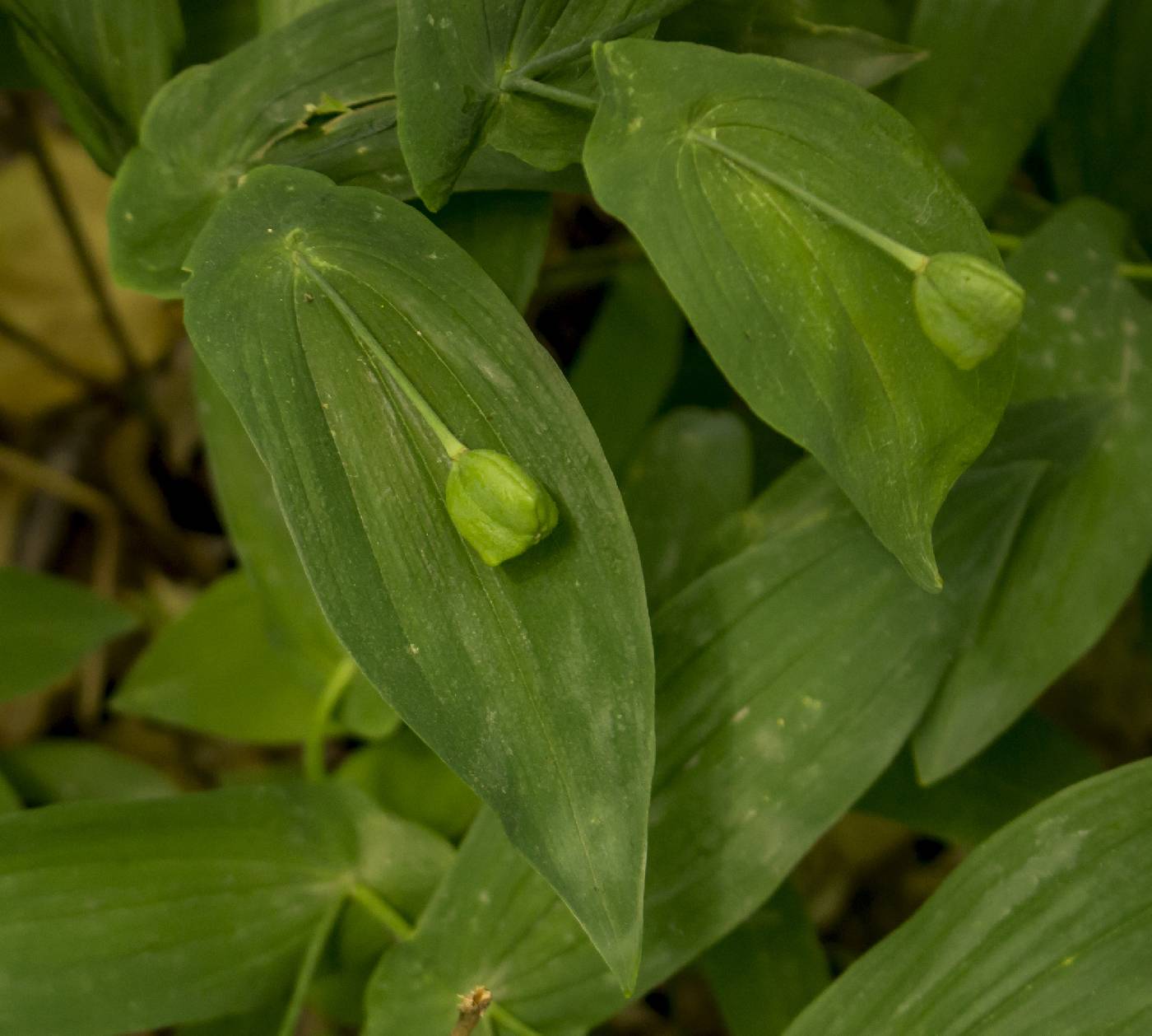 Uvularia grandiflora image