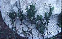 Vaccinium cespitosum image