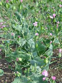 Vaccaria hispanica image