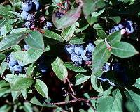 Vaccinium myrtilloides image