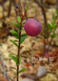 Vaccinium oxycoccos image