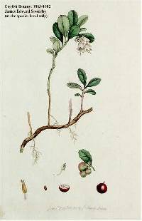 Image of Vaccinium vitis-idaea