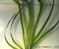 Vallisneria americana image