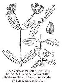 Image of Valerianella