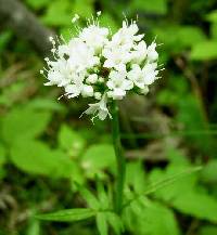 Valeriana uliginosa image