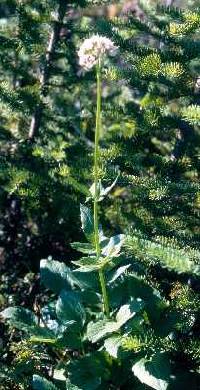 Image of Valeriana uliginosa