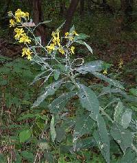Image of Verbesina alternifolia