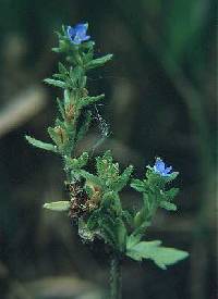 Veronica arvensis image