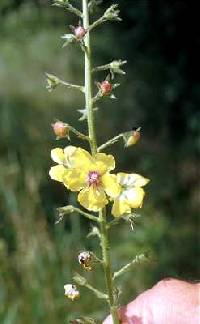 Image of Verbascum blattaria
