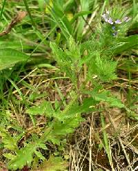 Image of Verbena bracteata