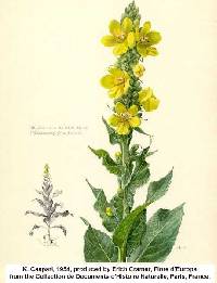 Verbascum densiflorum image