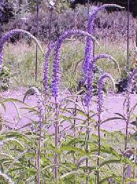 Veronica longifolia image