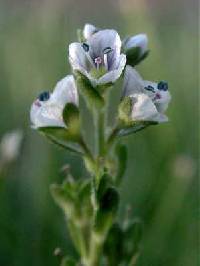 Image of Veronica peregrina subsp. peregrina