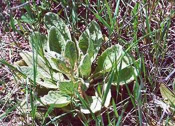 Verbascum thapsus image