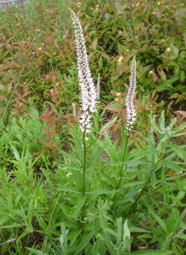 Veronicastrum virginicum image