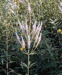 Veronicastrum virginicum image