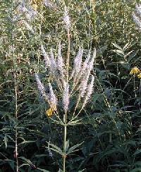 Veronicastrum virginicum image