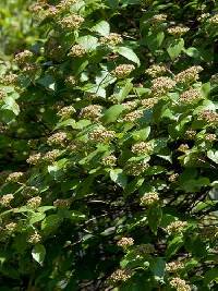Viburnum rafinesquianum var. affine image
