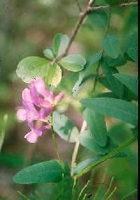 Vicia americana image