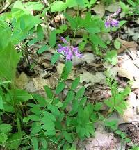 Vicia caroliniana image
