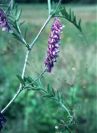 Image of Vicia cracca