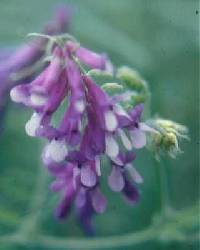 Vicia cracca image