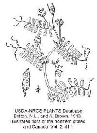 Image of Vicia hirsuta