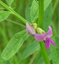 Vicia sativa image