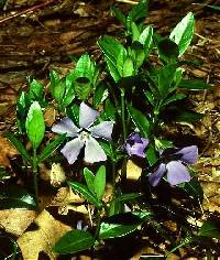 Image of Vinca minor