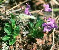 Image of Viola adunca
