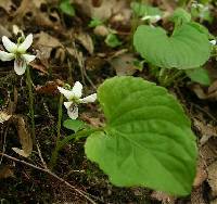 Image of Viola blanda var. palustriformis
