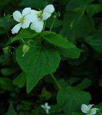 Viola canadensis image
