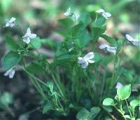 Viola labradorica image