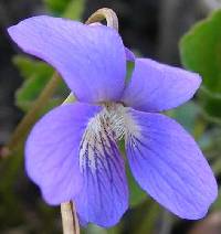 Viola nephrophylla image