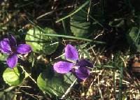 Image of Viola odorata