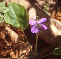 Image of Viola selkirkii