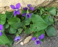 Viola sororia image