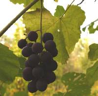 Image of Vitis labrusca