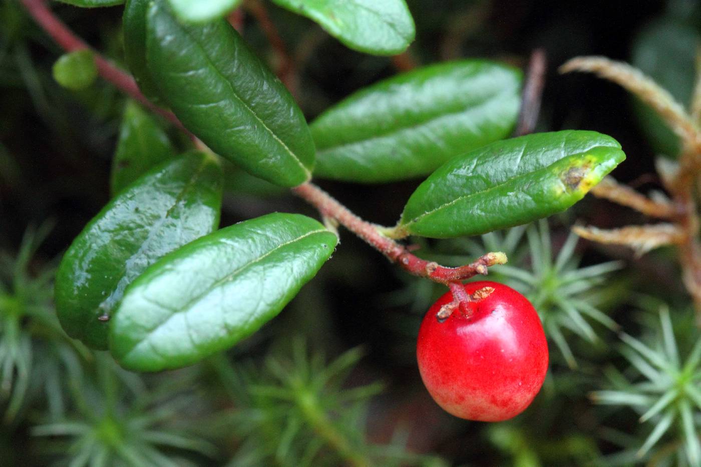 Vaccinium image