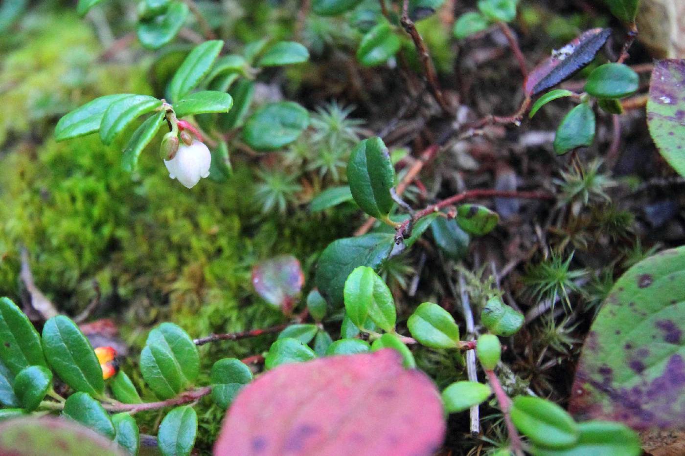 Vaccinium vitis-idaea image