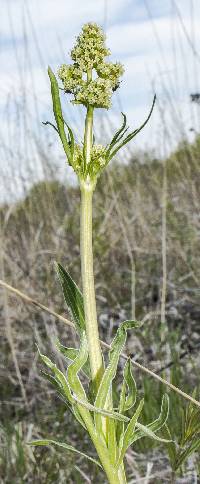 Image of Valeriana