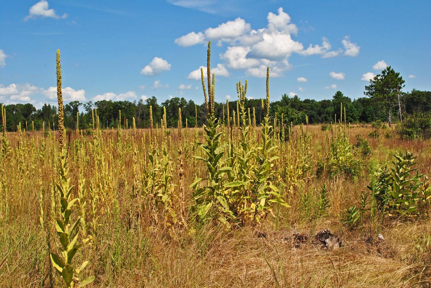 Verbascum thapsus image