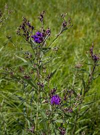 Vernonia fasciculata image